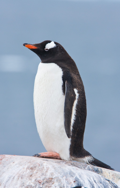 Gentoo Penguin